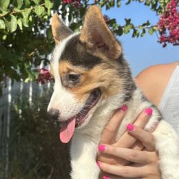 Girl 1 - Black and tan Pembroke Welsh Corgi puppy in Honey Grove, Texas from JK Ranch Corgis