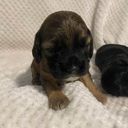 Cocker Spaniel Puppies from Becky's Cockers