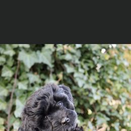 Aussiedoodle Puppies from Johnson’s Highland Pride Aussiedoodles