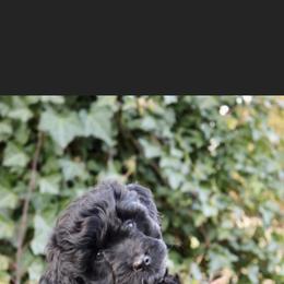 Aussiedoodle Puppies from Johnson’s Highland Pride Aussiedoodles