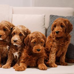 Goldendoodles from Bridges Goldendoodles
