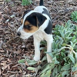 Jack Russell Terrier Puppies from Run Away Farm