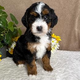 Rhythm - Tri-color female Bernedoodle puppy in Seymour, Missouri from D and D’s Dandy Doodles