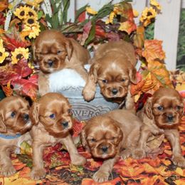 Cavalier King Charles Spaniel and Cavapoo Puppies from Country Life Cavaliers