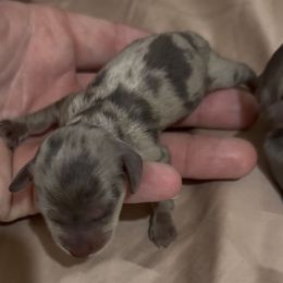 Juliet - Dapple female Dachshund puppy in Vero Beach, Florida from Joseph’s Dachshunds