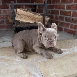 Electra's Isabella Full Fluffy Boy - Liver male French Bulldog puppy in Davis, Oklahoma from Dreampups
