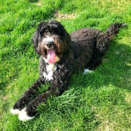 Akira - Bernedoodle