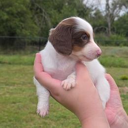 Yellow - Piebald female Dachshund puppy in Salado, Texas from DK's Dream Doxies