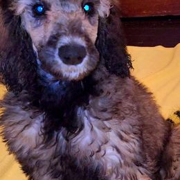 Poodle Puppies from White Comet Poodles