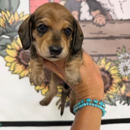 Birdie - Cream male Dachshund puppy in Middleton, Idaho from Doodle Doxie