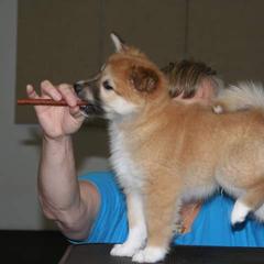 Icelandic Sheepdog Puppies from Valhalla Icelandic Sheepdogs