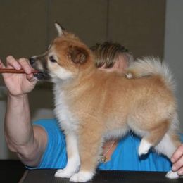Icelandic Sheepdog Puppies from Valhalla Icelandic Sheepdogs