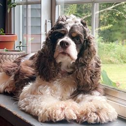 Cocker Spaniel Puppies from Bluff Country Cockers