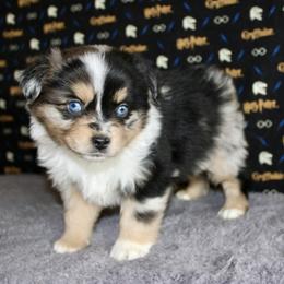 Australian Shepherd Puppies from HP Aussie Kennels