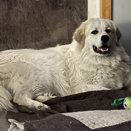 German Shepherds and Great Pyrenees from Whispering Heights Ranch