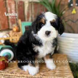 Austin - Tri-color male Bernedoodle puppy in Murrieta, California from Brookside Bernedoodles