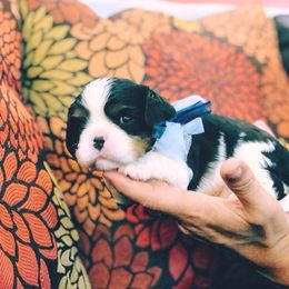 Cavalier King Charles Spaniel Puppies from Amber Field Cavaliers