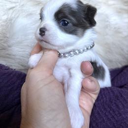 Indy - Blue and white female Chihuahua puppy in Laurel, Mississippi from Home of Tiny Chihuahuas