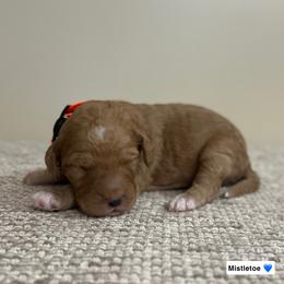 Mistletoe - Red  male Goldendoodle puppy in Crothersville, Indiana from Wischmeier’s Doodles