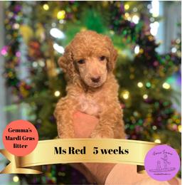 Ms Red - Apricot female Poodle puppy in Ocean Springs, Mississippi from Forever Summer Standard Poodles