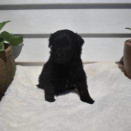 Molly - Black and white female Aussiedoodle puppy in Angola, Indiana from Classic City Doodles