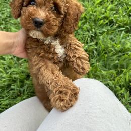 Poodle Puppies from Bruno & Co. Puppies