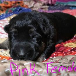 Pink female - Black and tan female German Shepherd puppy in Ann Arbor, Michigan from Von Der Havier German Shepherds