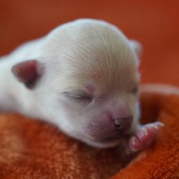 Mimi - Cream and white female Chihuahua puppy in Deerfield, Florida from Happy Petit Paws
