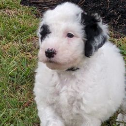 Sheepadoodles from Meyer Puppies