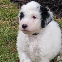 Sheepadoodles from Meyer Puppies