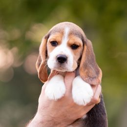 Blake - Beagle puppy in Warsaw, Indiana from Mae’cee Beagles