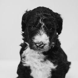 Sheepadoodle Puppies from The Farms Precious Doodles