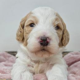 Red Male - Parti male Goldendoodle puppy in Great Falls, Montana from Montana Goldendoodles