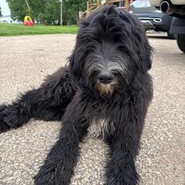 Boy 2 grey  collar - Black and white male Sheepadoodle puppy in Eleva, Wisconsin from Molly’s Doodles