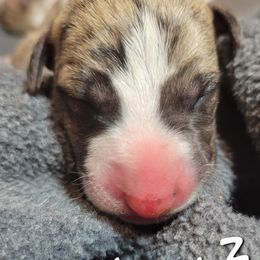 Hero - White and fawn brindle Whippet puppy in Duluth, Minnesota from Swift Whippets