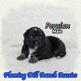 Persian - Black tri male Miniature Australian Shepherd puppy in Forestburg, Texas from Flaming Dill Ranch Aussies