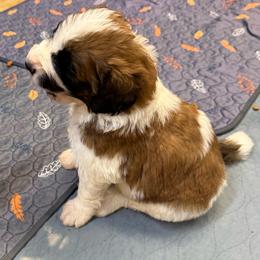 Pierce - Brown and white male Saint Berdoodle puppy in San Antonio, Texas from Mammoth Doodles