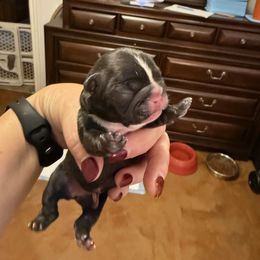 Vixon - Tricolors female French Bulldog puppy in Greenville, Texas from Big Bullies N Texas