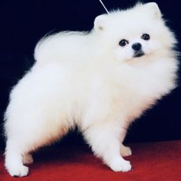 Kai - Pomeranian