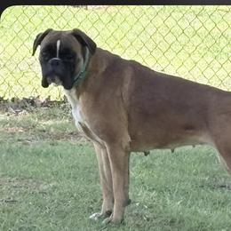 Goldie - Boxer