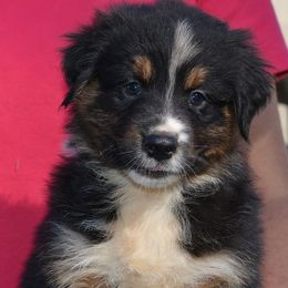 Australian Shepherd and Pyrenean Shepherd Puppies from Coolmoor