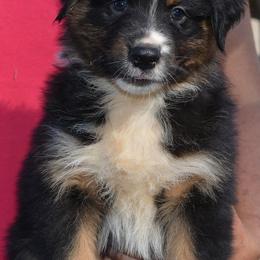 Australian Shepherd and Pyrenean Shepherd Puppies from Coolmoor