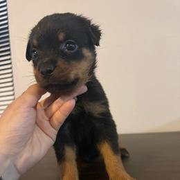 Female 2 - Black and mahogany female Rottweiler puppy in Houston, Texas from Vom Haus Fantasy Rottweiler Kennel