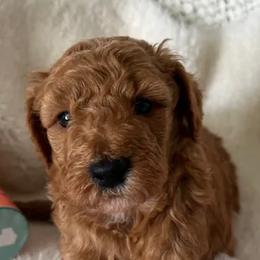 Bernedoodles, Cavapoos, Goldendoodles, Poodles, and Sheepadoodles from Sunflower Doodles