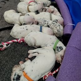 Dalmatian and Havanese Puppies from Anni's Spots