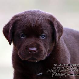Brim Girl 2 - Chocolate female Labrador Retriever puppy in Point, Texas from Lakylu Kennels