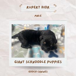 Schnoodle Puppies from Gooch Canines (Giant Schnoodles)
