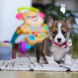 Holly - Sable female Pembroke Welsh Corgi puppy in Sugarcreek, Ohio from Admar Canines