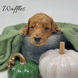 Waffles - Red  male Goldendoodle puppy in State Road, North Carolina from Must Love Doodles