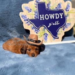 Strawberry Shortcake - Dapple female Dachshund puppy in Copperas Cove, Texas from Isalyn Dachshunds